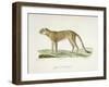 A Cheetah-Werner-Framed Giclee Print