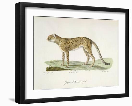 A Cheetah-Werner-Framed Giclee Print