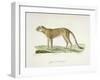 A Cheetah-Werner-Framed Giclee Print