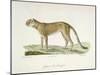 A Cheetah-Werner-Mounted Giclee Print