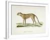 A Cheetah-Werner-Framed Giclee Print