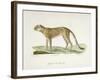 A Cheetah-Werner-Framed Giclee Print