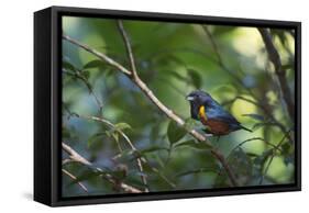 A Chestnut Bellied Euphonia, Euphonia Pectoralis, Perching in a Tree in Ubatuba-Alex Saberi-Framed Stretched Canvas