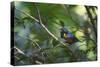 A Chestnut Bellied Euphonia, Euphonia Pectoralis, Perching in a Tree in Ubatuba-Alex Saberi-Stretched Canvas