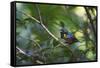 A Chestnut Bellied Euphonia, Euphonia Pectoralis, Perching in a Tree in Ubatuba-Alex Saberi-Framed Stretched Canvas