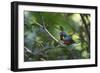 A Chestnut Bellied Euphonia, Euphonia Pectoralis, Perching in a Tree in Ubatuba-Alex Saberi-Framed Premium Photographic Print