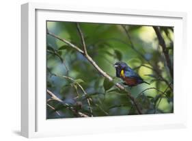 A Chestnut Bellied Euphonia, Euphonia Pectoralis, Perching in a Tree in Ubatuba-Alex Saberi-Framed Photographic Print