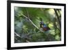 A Chestnut Bellied Euphonia, Euphonia Pectoralis, Perching in a Tree in Ubatuba-Alex Saberi-Framed Photographic Print