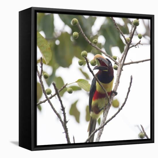 A Chestnut-Eared Aracari, Pteroglossus Castanotis, Eats from a Tree-Alex Saberi-Framed Stretched Canvas