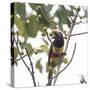 A Chestnut-Eared Aracari, Pteroglossus Castanotis, Eats from a Tree-Alex Saberi-Stretched Canvas