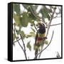 A Chestnut-Eared Aracari, Pteroglossus Castanotis, Eats from a Tree-Alex Saberi-Framed Stretched Canvas