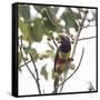 A Chestnut-Eared Aracari, Pteroglossus Castanotis, Eats from a Tree-Alex Saberi-Framed Stretched Canvas