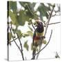 A Chestnut-Eared Aracari, Pteroglossus Castanotis, Eats from a Tree-Alex Saberi-Stretched Canvas