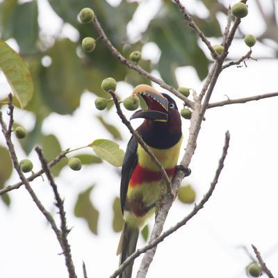 https://imgc.allpostersimages.com/img/posters/a-chestnut-eared-aracari-pteroglossus-castanotis-eats-from-a-tree_u-L-PNCT5F0.jpg?artPerspective=n