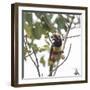 A Chestnut-Eared Aracari, Pteroglossus Castanotis, Eats from a Tree-Alex Saberi-Framed Photographic Print