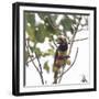 A Chestnut-Eared Aracari, Pteroglossus Castanotis, Eats from a Tree-Alex Saberi-Framed Photographic Print