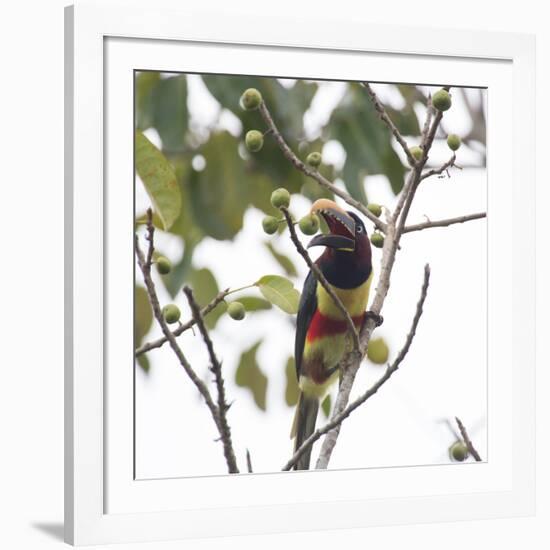 A Chestnut-Eared Aracari, Pteroglossus Castanotis, Eats from a Tree-Alex Saberi-Framed Photographic Print