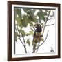 A Chestnut-Eared Aracari, Pteroglossus Castanotis, Eats from a Tree-Alex Saberi-Framed Photographic Print