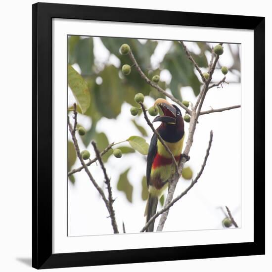 A Chestnut-Eared Aracari, Pteroglossus Castanotis, Eats from a Tree-Alex Saberi-Framed Photographic Print