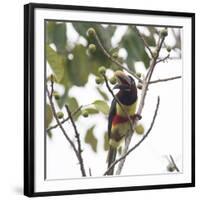 A Chestnut-Eared Aracari, Pteroglossus Castanotis, Eats from a Tree-Alex Saberi-Framed Photographic Print