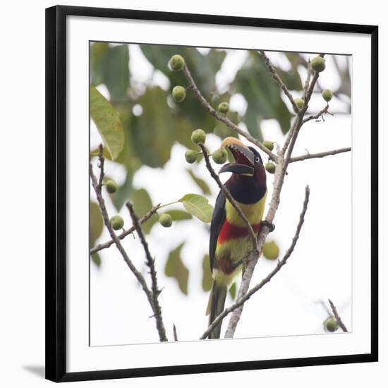 A Chestnut-Eared Aracari, Pteroglossus Castanotis, Eats from a Tree-Alex Saberi-Framed Photographic Print