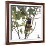 A Chestnut-Eared Aracari, Pteroglossus Castanotis, Eats from a Tree-Alex Saberi-Framed Photographic Print