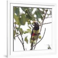 A Chestnut-Eared Aracari, Pteroglossus Castanotis, Eats from a Tree-Alex Saberi-Framed Photographic Print