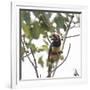 A Chestnut-Eared Aracari, Pteroglossus Castanotis, Eats from a Tree-Alex Saberi-Framed Photographic Print