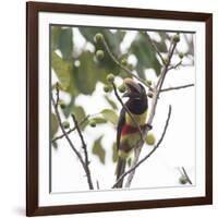 A Chestnut-Eared Aracari, Pteroglossus Castanotis, Eats from a Tree-Alex Saberi-Framed Photographic Print