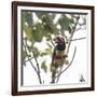 A Chestnut-Eared Aracari, Pteroglossus Castanotis, Eats from a Tree-Alex Saberi-Framed Photographic Print