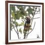 A Chestnut-Eared Aracari, Pteroglossus Castanotis, Eats from a Tree-Alex Saberi-Framed Photographic Print