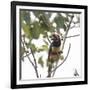 A Chestnut-Eared Aracari, Pteroglossus Castanotis, Eats from a Tree-Alex Saberi-Framed Photographic Print