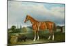 A Chestnut Hunter and a Spaniel by Farm Buildings-Federico Ballesio-Mounted Giclee Print