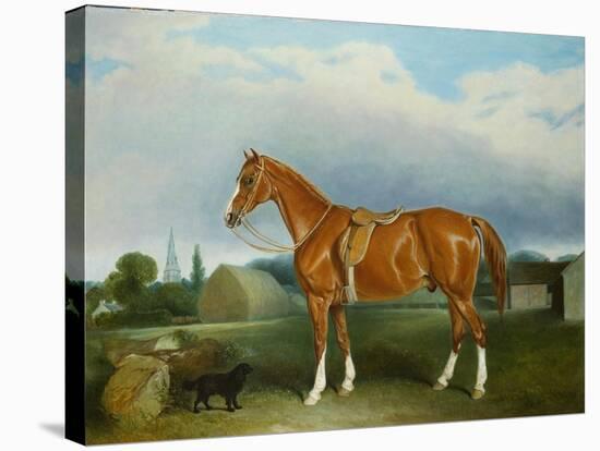 A Chestnut Hunter and a Spaniel by Farm Buildings-John E. Ferneley-Stretched Canvas