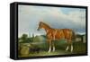 A Chestnut Hunter and a Spaniel by Farm Buildings-Federico Ballesio-Framed Stretched Canvas