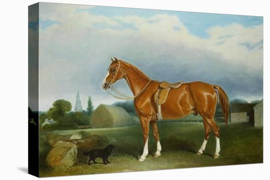 A Chestnut Hunter and a Spaniel by Farm Buildings-Federico Ballesio-Stretched Canvas