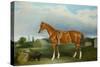 A Chestnut Hunter and a Spaniel by Farm Buildings-Federico Ballesio-Stretched Canvas
