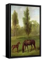 A Chestnut Mare and Foal in a Wooded Landscape, C.1761-63-George Stubbs-Framed Stretched Canvas
