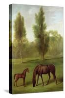 A Chestnut Mare and Foal in a Wooded Landscape, C.1761-63-George Stubbs-Stretched Canvas