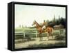 A Chestnut Racehorse with Jockey Up on a Training Track with Stables Beyond-Henry H. Cross-Framed Stretched Canvas