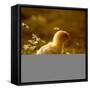 A Chick Standing on the Grass Next to Some Daisy's, Outside-Picturebank-Framed Stretched Canvas