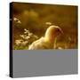 A Chick Standing on the Grass Next to Some Daisy's, Outside-Picturebank-Stretched Canvas