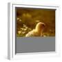 A Chick Standing on the Grass Next to Some Daisy's, Outside-Picturebank-Framed Photographic Print
