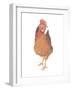 A Chicken Named Captain Morgan-Stacy Hsu-Framed Art Print