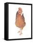 A Chicken Named Captain Morgan-Stacy Hsu-Framed Stretched Canvas