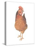 A Chicken Named Captain Morgan-Stacy Hsu-Stretched Canvas