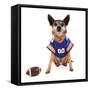 A Chihuahua Dressed Up in a Football Uniform-graphicphoto-Framed Stretched Canvas