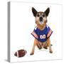 A Chihuahua Dressed Up in a Football Uniform-graphicphoto-Stretched Canvas