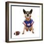 A Chihuahua Dressed Up in a Football Uniform-graphicphoto-Framed Photographic Print