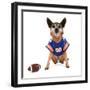 A Chihuahua Dressed Up in a Football Uniform-graphicphoto-Framed Photographic Print